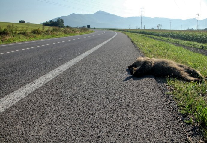 Zrazený medveď na ceste I/18. Foto – Tomáš Flajs