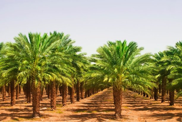 Palmová plantáž