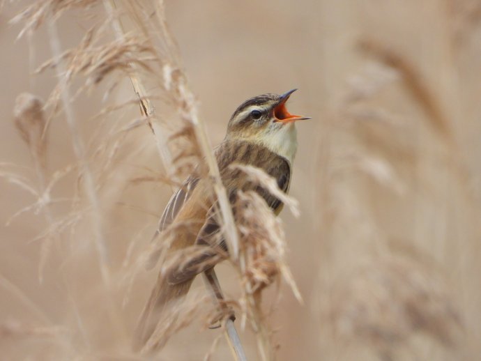Trsteniarik malý púta predovšetkým spevom, hniezdi aj na Slovensku. Foto – Tomáš Albrecht