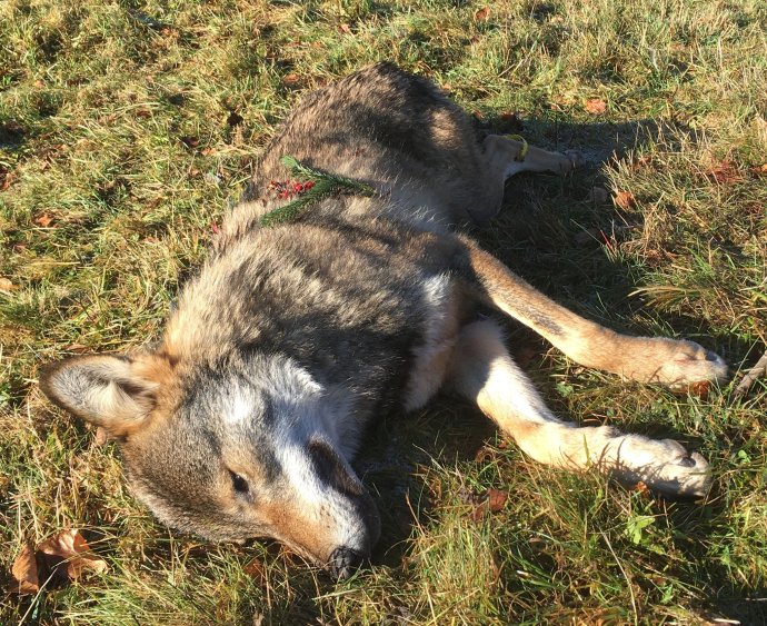 Tento vlk bol zastrelený počas aktuálnej poľovníckej sezóny pri Dobšinej. Foto – Lesoochranárske zoskupenie VLK