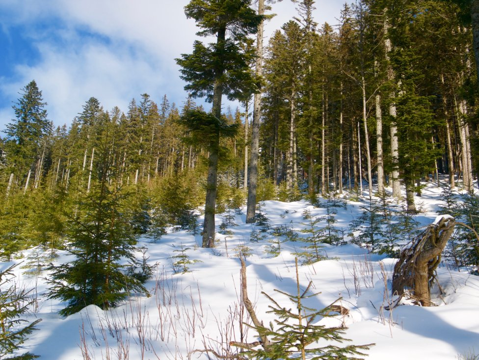Aj tento pestrý les pod Hiadeľským sedlom bude patriť do rezervácie. Foto – Soňa Mäkká