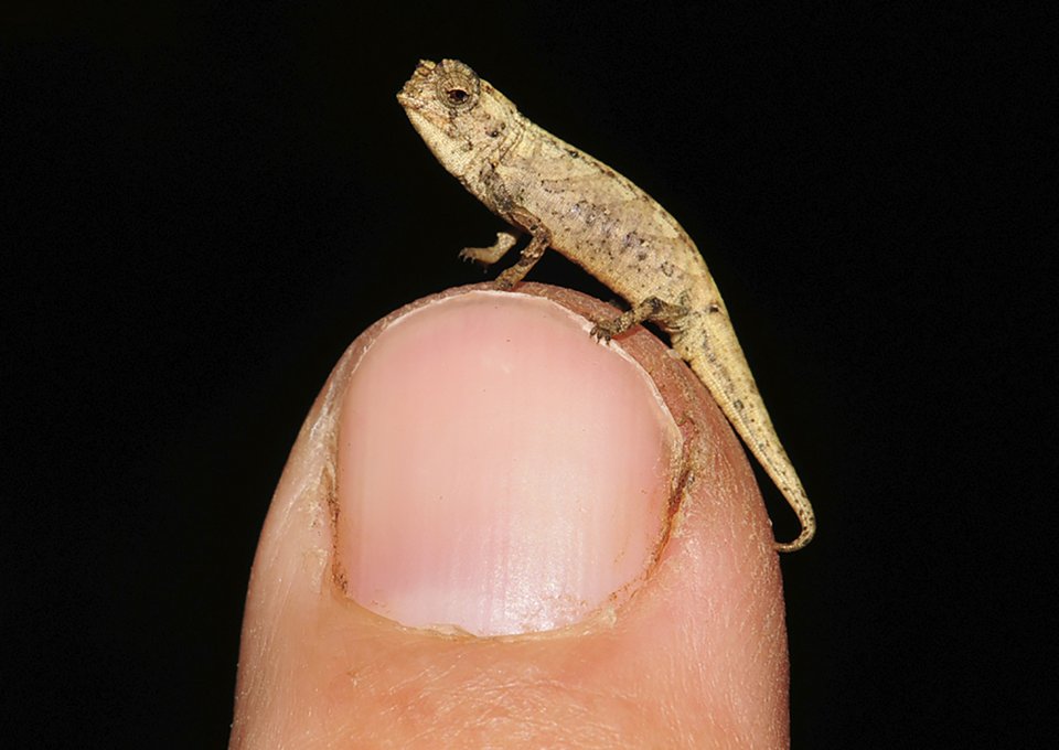 Brookesia nana je najmenší chameleón na svete. Foto - TASR/AP