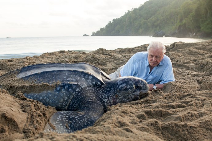 David Attenborough a kožatka veľká v dokumente Modrá planéta II. Foto – Gavin Thurston/BBC