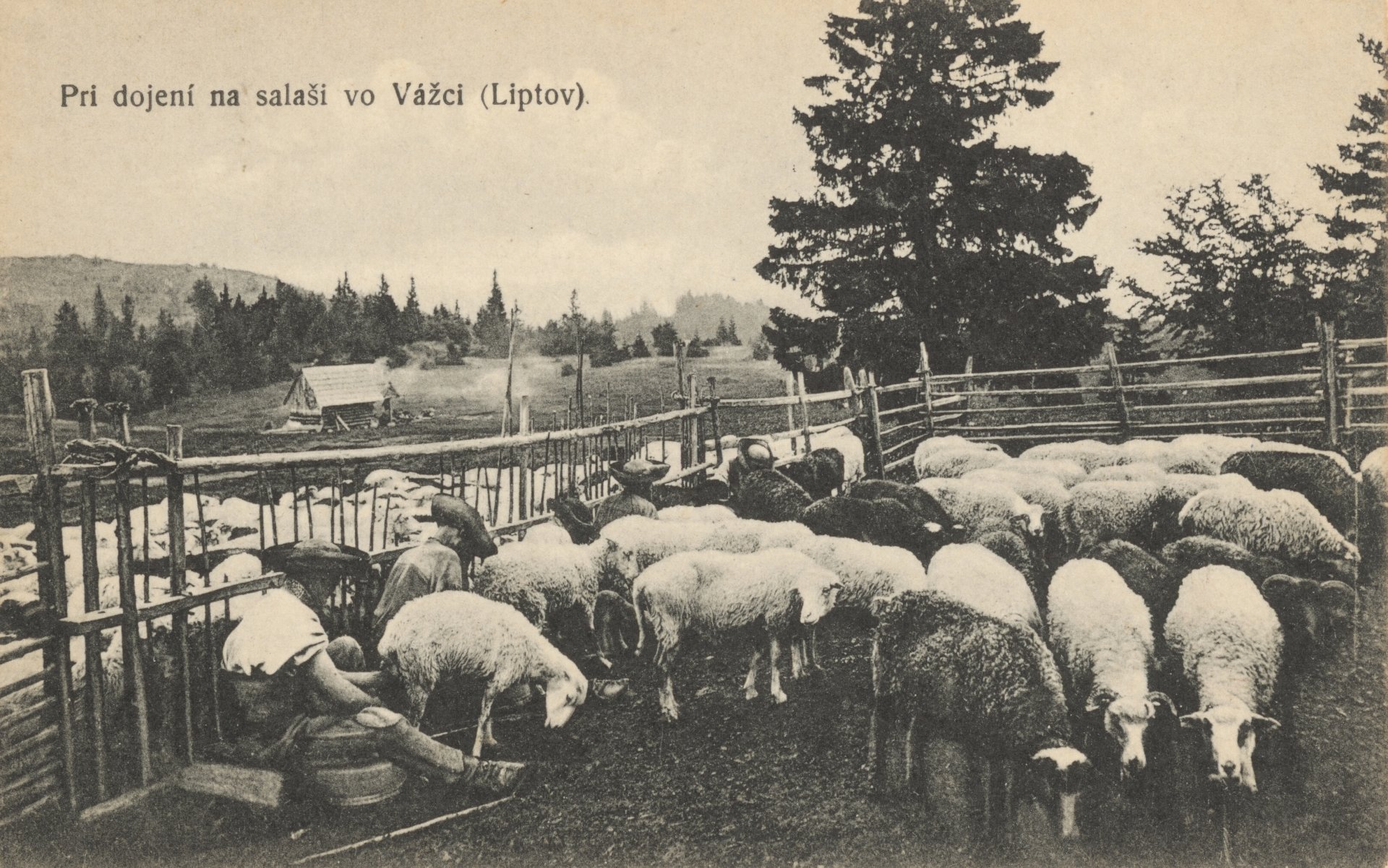 Pavol Socháň, Pri dojení na salaši. Foto - webumenia.sk
