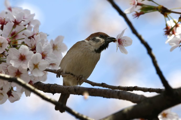 Vrabec pije nektár z kvetu kvitnúcej čerešne 2. apríla 2015 v Tokiu. Foto – TASR/AP