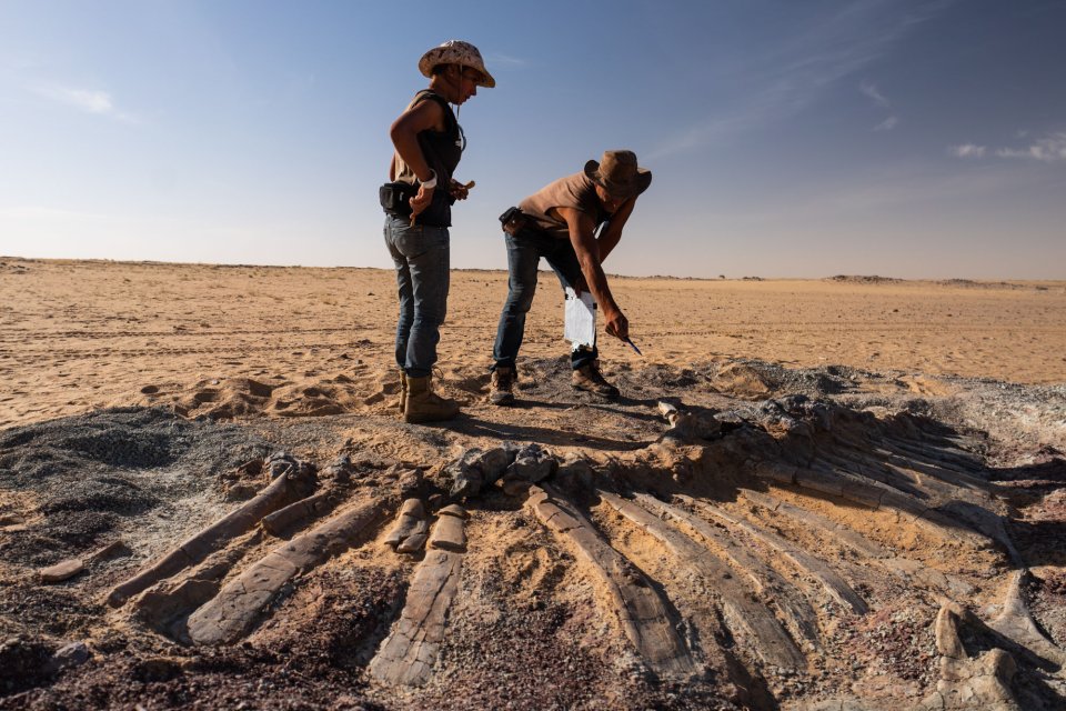 Dinosaurie fosílie často ležia len tak voľne v púšti, netreba ani kopať. Foto – Washington Post/Matthew Irving