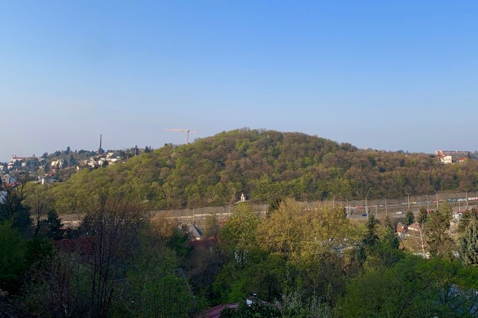 Zachovaný les na Kalvárii. Foto – Milan Schnorrer