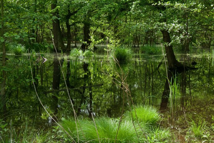 Bratislavská župa chce stavať obchvat Svätého Jura cez unikátnu rezerváciu Šúr