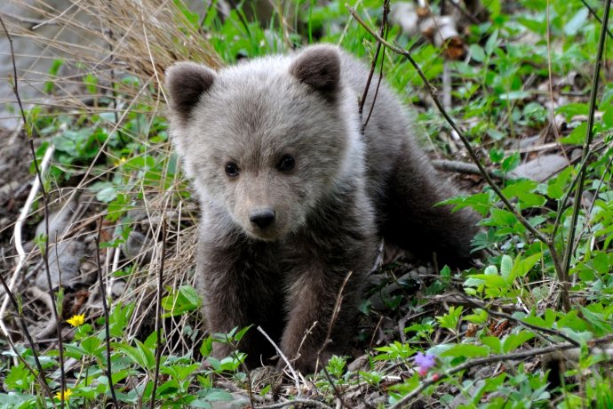 Medvieďa. Foto – Jaroslav Slašťan