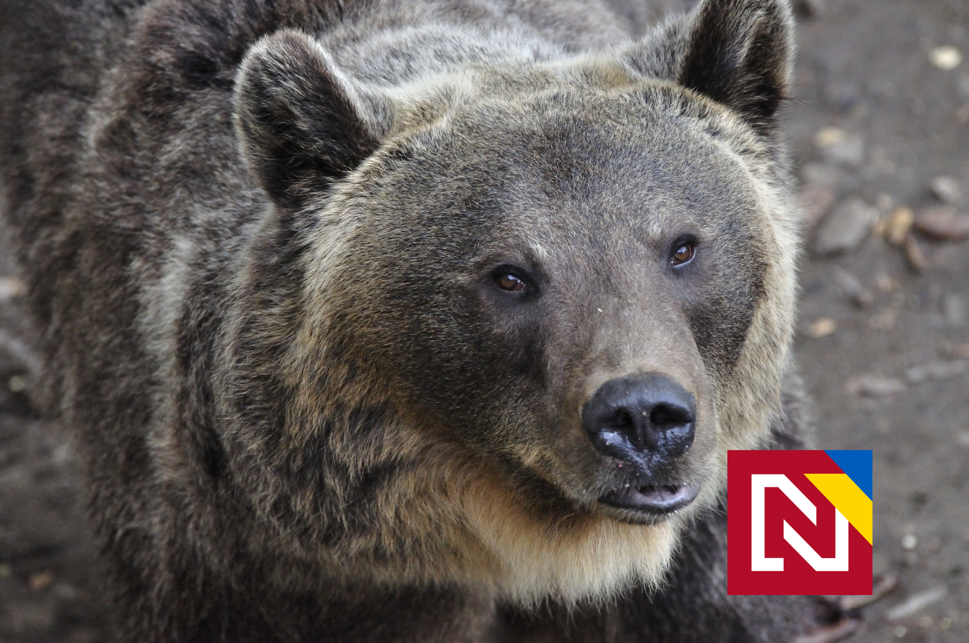 Politici sa predbiehajú v návrhoch, koľko medveďov treba zabiť. Máme problém, pripustili aj ministri Ódorovej vlády