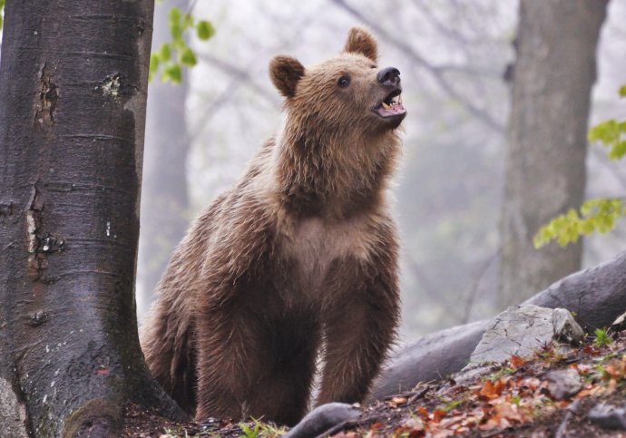 Medveď hnedý. Foto – Jaroslav Slašťan