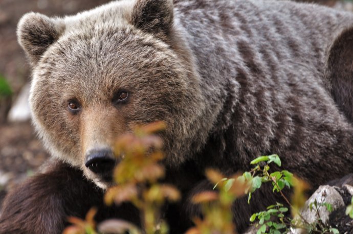 Medveď hnedý. Foto – Jaroslav Slašťan