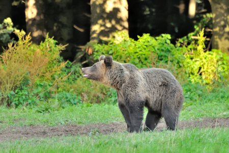 Turistov na Poľane napadol medveď dvakrát za sebou. Najhoršie bolo čakať na vrtuľník, báli sa, že sa vráti