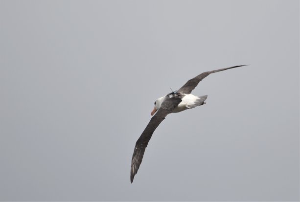 Albatros so zariadením. Foto: Henri Weimerskirch/CNRS