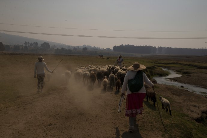 Pastier so stádom oviec kráča v apríli tohto roka po brehu priehrady Villa Victoria, ktorá je hlavným zdrojom vody pre obyvateľov mexickej metropoly Mexiko. Foto - TASR