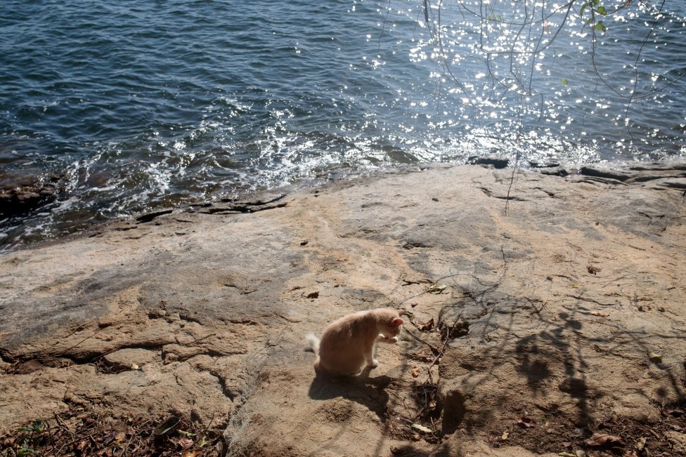 Mačka na brehu Ilha Furtada. Foto – Washington Post/Patricia Monteiro