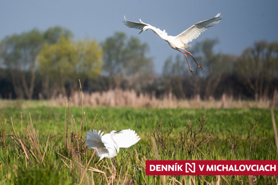 Súperiace beluše vo Vtáčom raji. Foto N – Tomáš Hrivňák