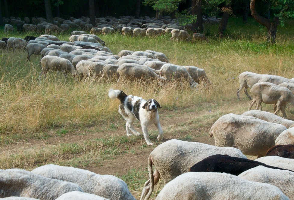Pastiersky pes pri stáde nad Banskou Bystricou. Foto – Soňa Mäkká