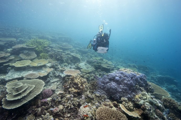 Potápač monitoruje zdravie koralov v austrálskej Veľkej koralovej bariére. Foto: TASR/AP