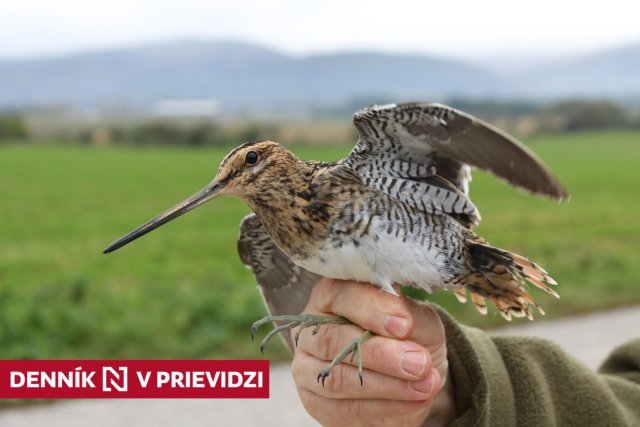 Močiarnica mekotavá. Foto – Roman Slobodník