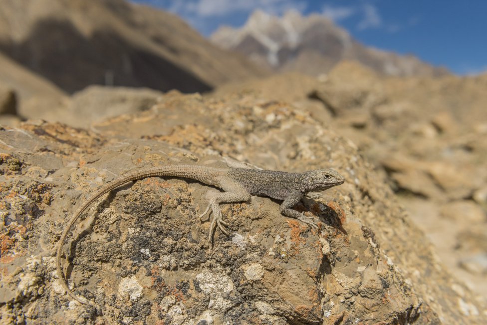 Agamy Laudakia predstavujú početný rod s množstvom druhov v Afganistane a Pakistane. Foto – archív Daniela Jablonského