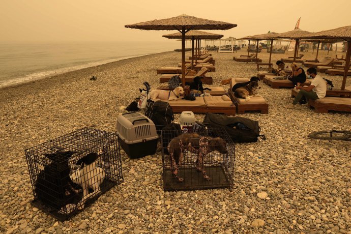 Ľudia a zvieratá na pláži počas požiaru v Grécku. Foto - TASR/AP