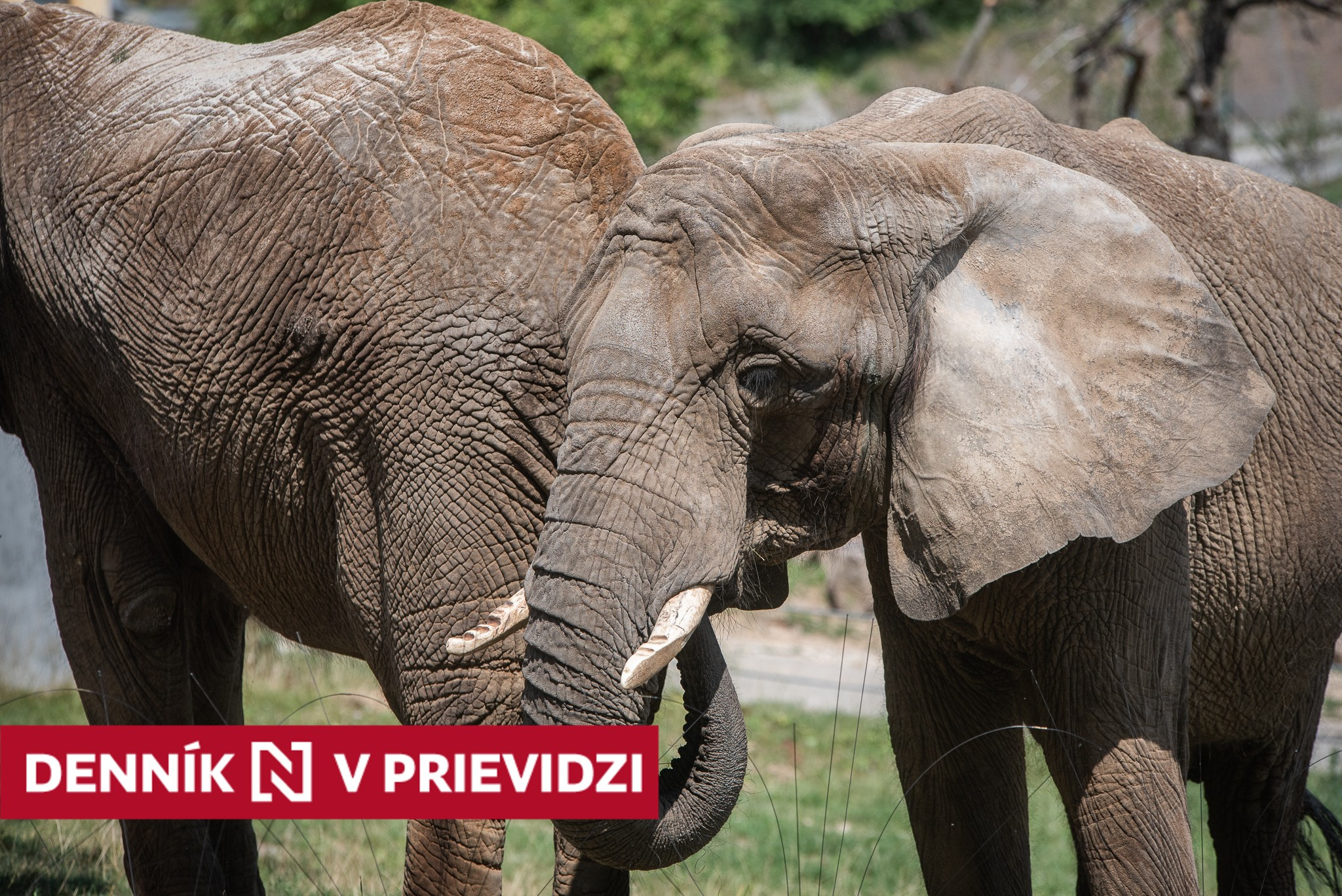 Príbeh bojnických slonov: ako siroty ich predali do Európy, dlho žili na ploche menšej ako byt, teraz konečne majú nový pavilón