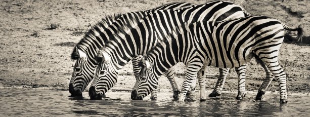 Áno, zebra je tvor čierno-biely. O človeku to už neplatí... Foto – IanZA/Pixabay