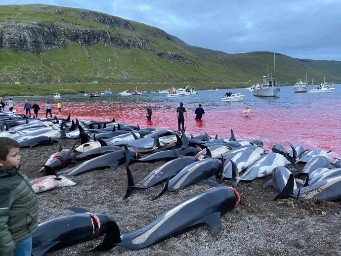 Na snímke delfíny, ktoré zabili počas tradičného lovu grindadráp na ostrove Eysturoy, patriacom Farským ostrovom v nedeľu. Foto - tasr/ap