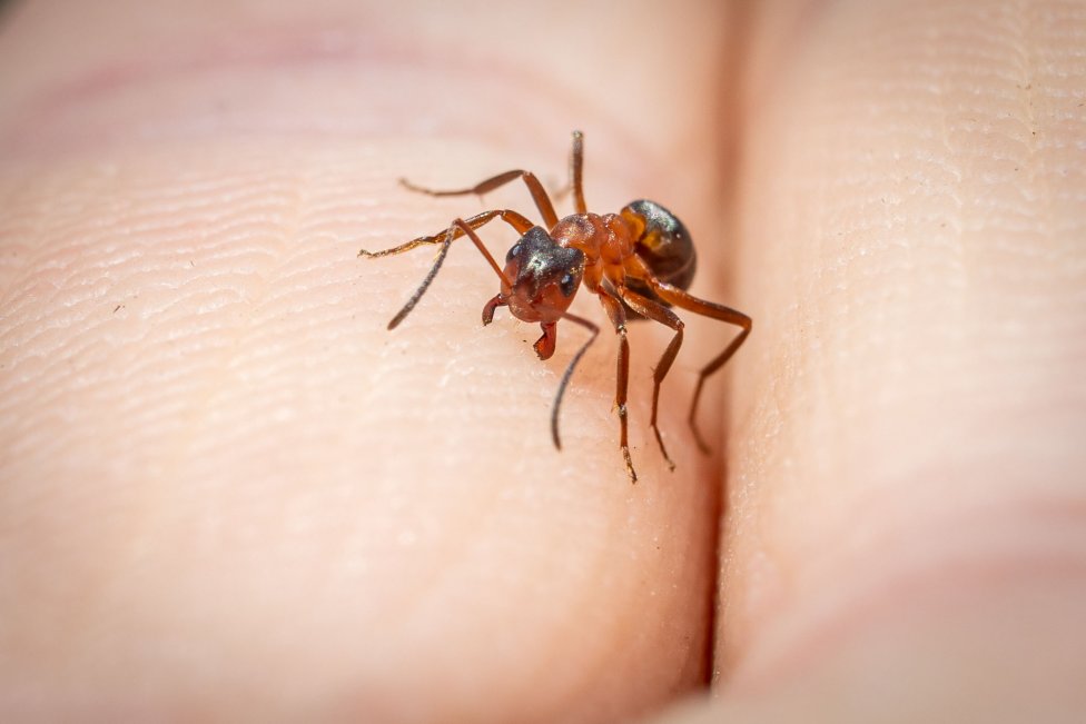 Mraver druhu Formica Execta má silné hryzadlá, vďaka ktorým vie prestrihnúť list, aj vcelku bolestivo uhryznúť človeka, či medveďa. Foto N - Tomáš Benedikovič