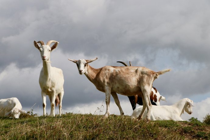 Kozy na Sedliskách pri Hlohovci. Foto – Soňa Mäkká