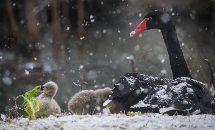 Rodinka čiernych labutí. Ilustračné foto - TASR/AP
