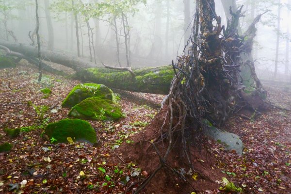 Nechránené pralesy už nevyrúbu, vláda schválila rezerváciu Pralesy Slovenska