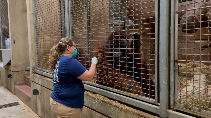 Ošetrovateľka Erin Strombergová podáva vakcínu proti covidu Kylovi, 24-ročnému orangutanovi bornejskému. Foto – Smithsonian's National Zoo and Conservation Biology Institute