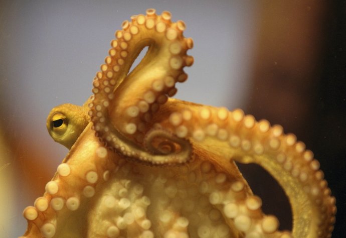 Chobotnica, ilustračné foto – TASR/AP