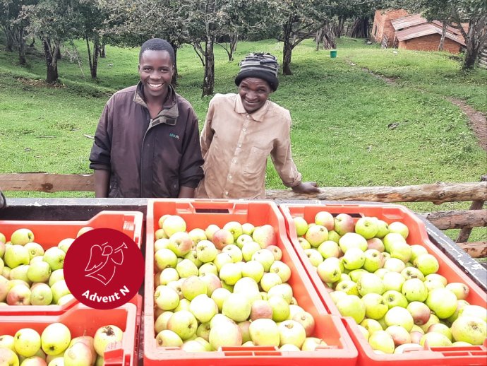 Drobní pestovatelia jabloní s úrodou zapojení do projektu občianskeho združenia Savio. Foto - Savio