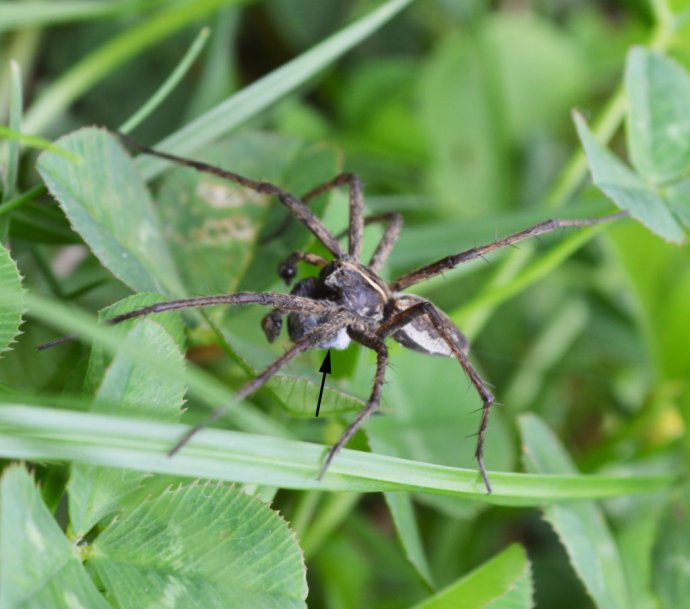 Lovčík hájny (lat. Pisaura mirabilis) je u nás hojne rozšírený pavúk. Foto – archív autora
