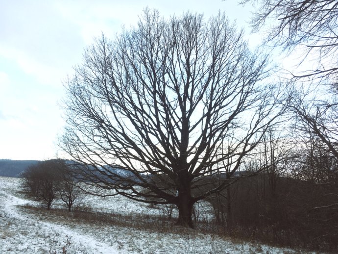 Šťastný strom. Foto - Ján Púček