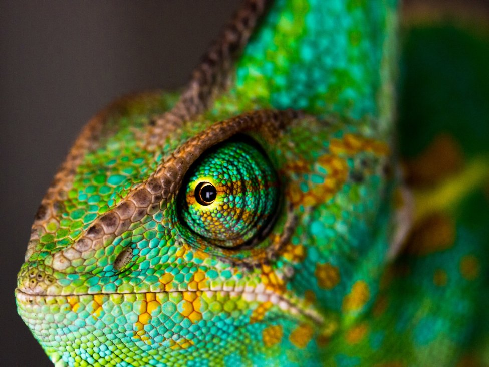 Chameleón. Foto – Unsplash.com/@ante_kante