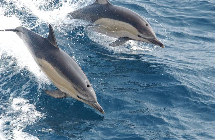 Delfíny obyčajné. Zdroj – NOAA NMFS/Wikipedia/public domain