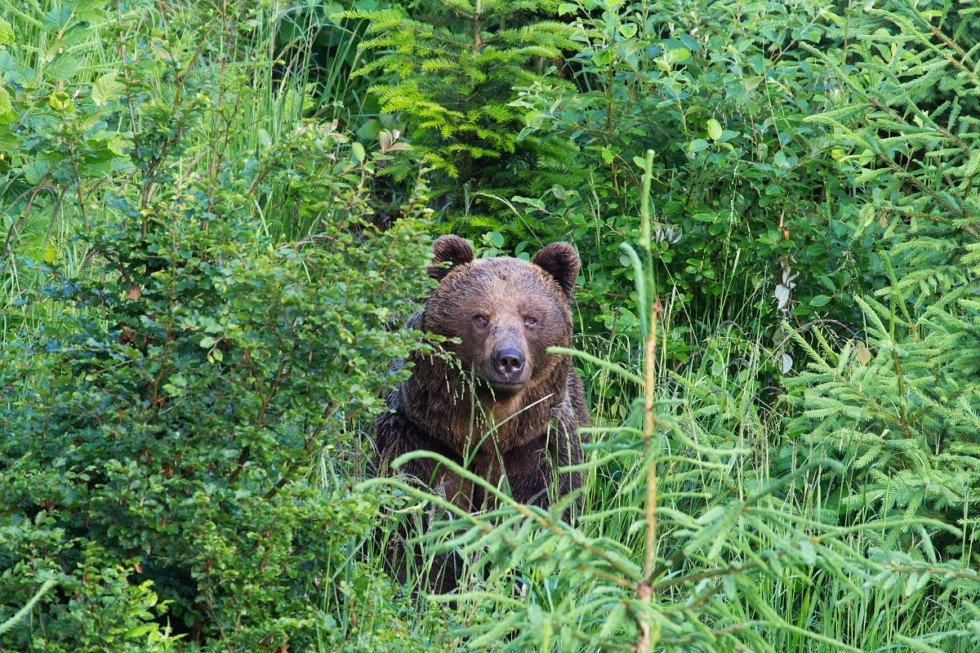 Zobraziť väčšie rozlíšenie