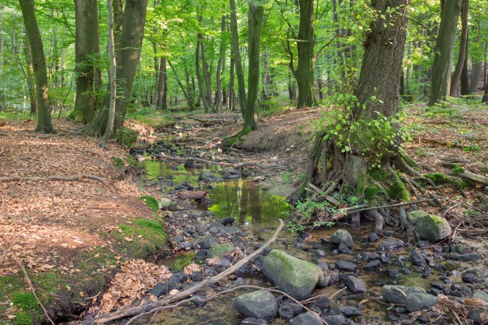 Erdő a Kis-Kárpátokban. Fotó - Adobe Stock
