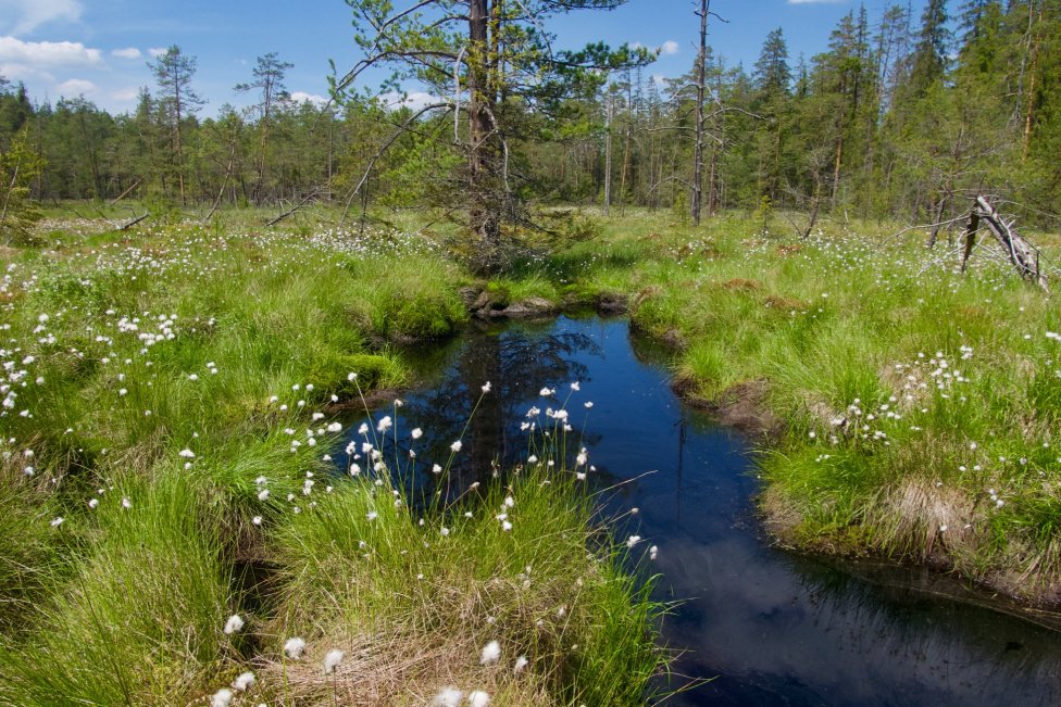 Rašelinisko Sosnina na Orave. Foto – Soňa Mäkká