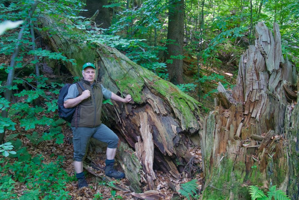 V rezervácii dorastajú stromy do úctyhodných rozmerov, táto jedľa sa dožila 400 rokov. Foto – Soňa Mäkká