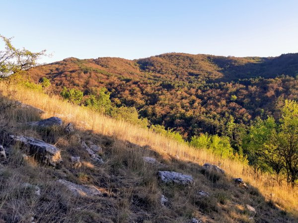 Stromy zhodili listy už v&nbsp;júli a&nbsp;uschli. Mnohé neprežili roky bez zrážok a&nbsp;tohtoročné horúčavy