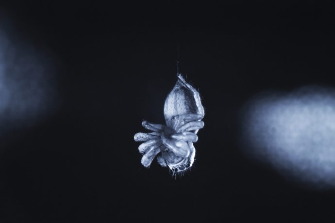 Pavúk počas výskumu Daniely Rößlerovej a jej tímu. Foto – archív AP