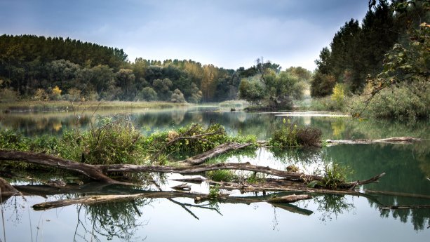 Ilustračná fotka lužného lesa z povodia Dunaja na Slovensku, CC0 licencia.