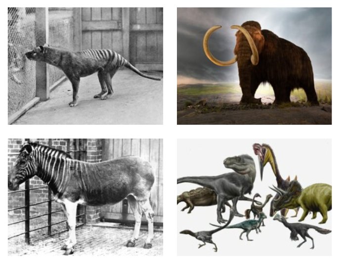 Bude niektorý z týchto druhov chodiť opäť po Zemi? Pri dinosauroch je to najnepravdepodobnejšie, umelá kvagga už existuje. Zdroj - Wikipedia (public domain)/Thomas Quine (CC BY 2.0)/Durbed (CC BY-SA 3.0)