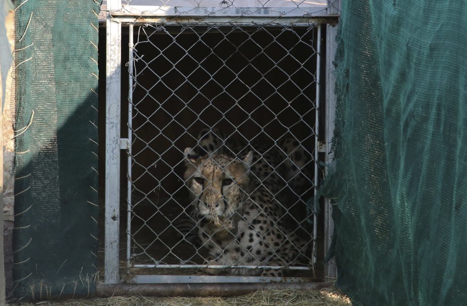 Namíbijský gepard čakajúci na prevoz do Indie. Foto - TASR/AP