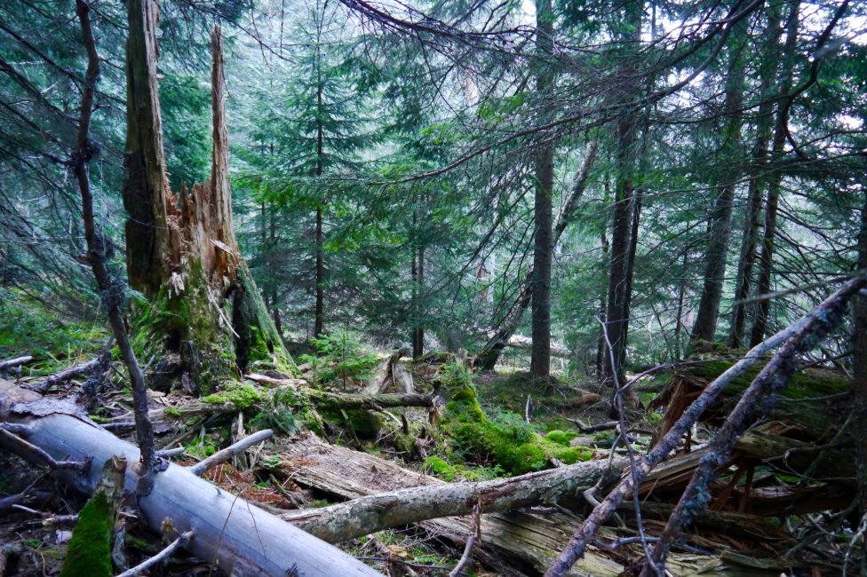 Odumreté drevo je dôležitou súčasťou lesa. Foto – Soňa Mäkká